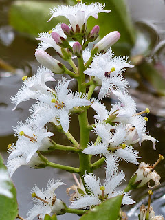 Menyanthes trifoliata - Bogbean - Waterdrieblad - Trébol de agua -  Trèflee d'eau - Fieberklee