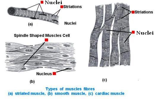CBSE Class IX ( 9th) Science | Chapter 6. Tissues | Lesson Exercises