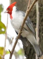 cardenal