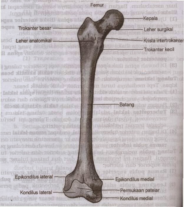 Caring dalam Keperawatan Asuhan Keperawatan Pada pasien fraktur Femur