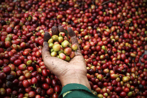 largest coffee exporter to