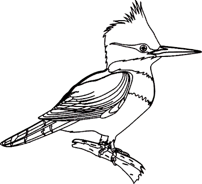 Kids Page: Birds Coloring Pages | Printable Birds Coloring Picture
