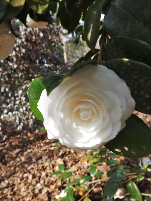 Mariette's back to basics: {camellia japonica white by the gate}