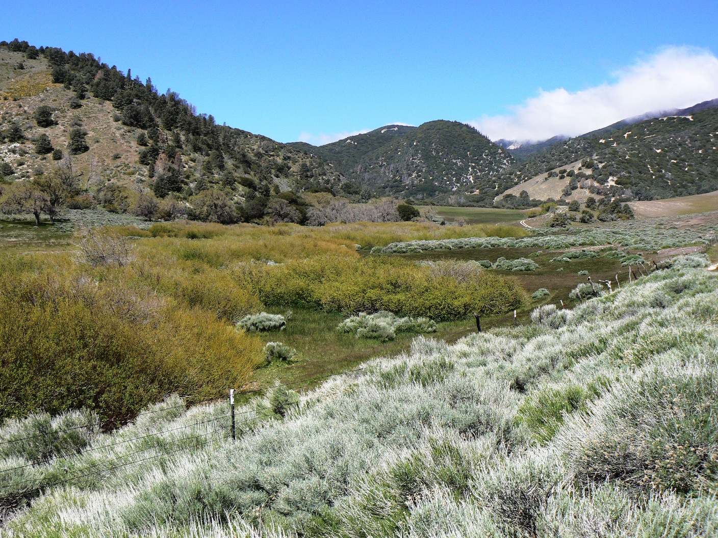 Tejon Ranch Conservancy Blog Riparian habitat management at Tejon