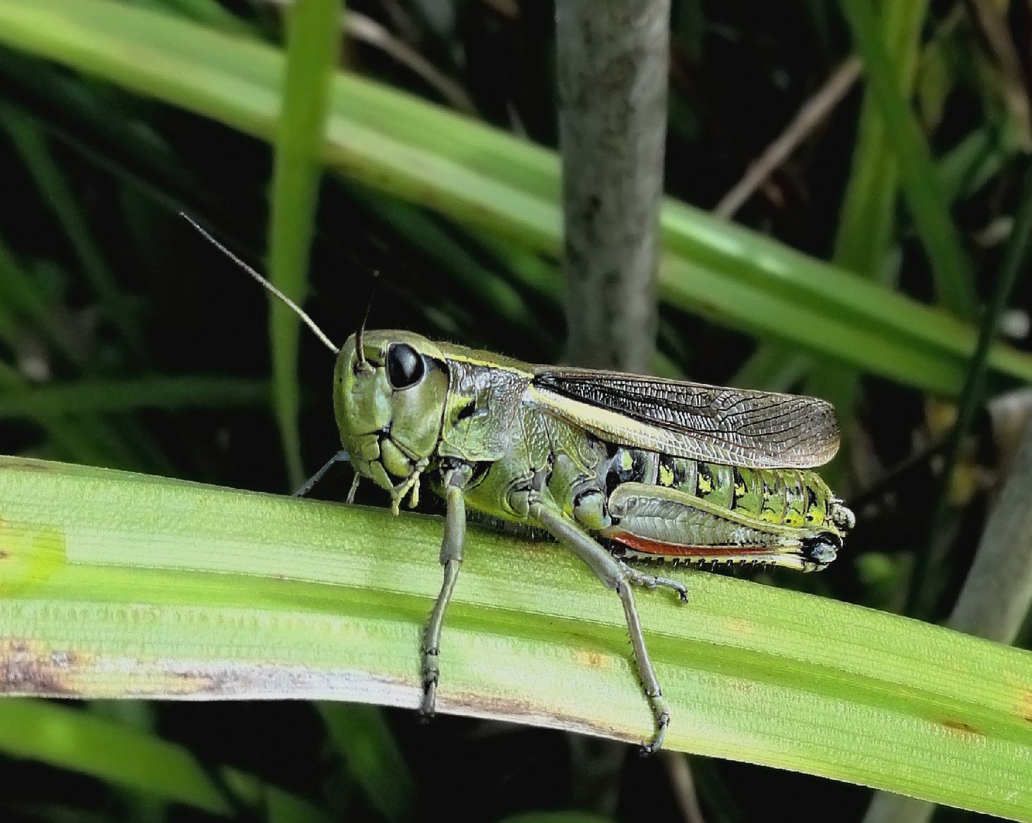 Weert en natuur: allemaal beestjes#3