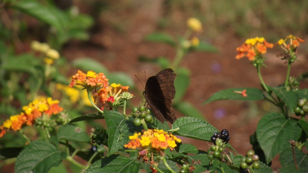Wonderful world of birds: Pune Butterfly Garden