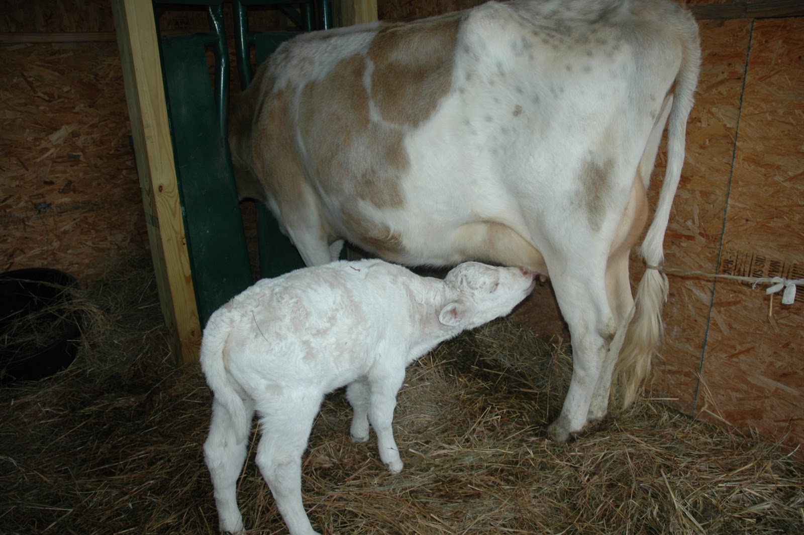 Bottle Calf 101 Tips for FirstTime Bottle Calf Mamas • The Prairie