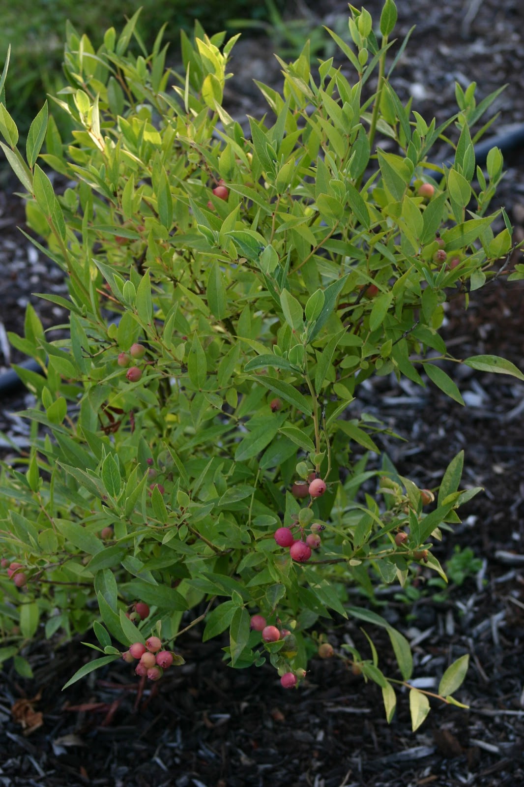 Little Farm by the Mount Pink Lemonade Blueberry