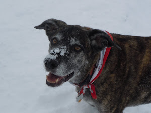 Brindle in the snow