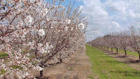 Starting Own Almond Farming Business