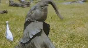 Funny animal gifs - part 106 (10 gifs), baby elephant spinning his trunk