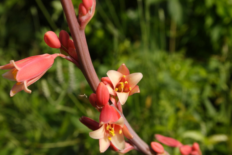 15 Best Deciduous Azaleas Images Azaleas Rhododendron Colorful