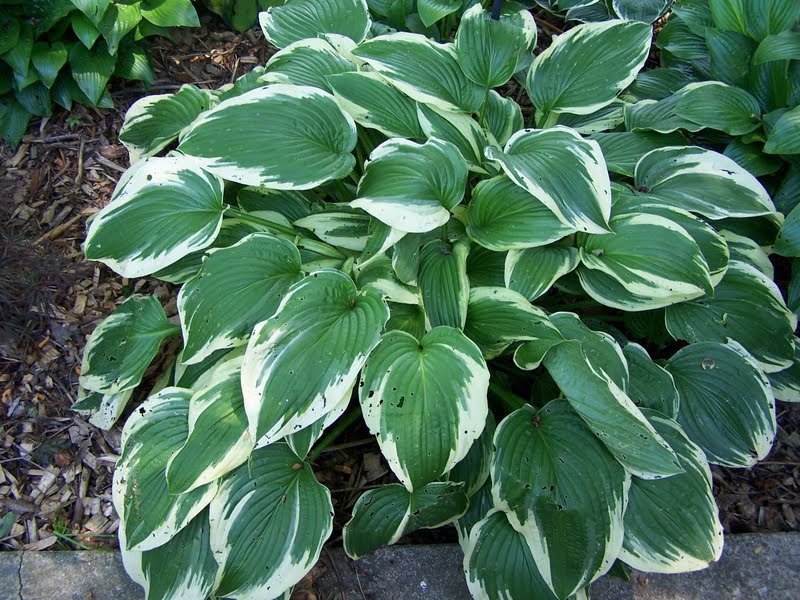 Ghetto Gardens: Hosta identification