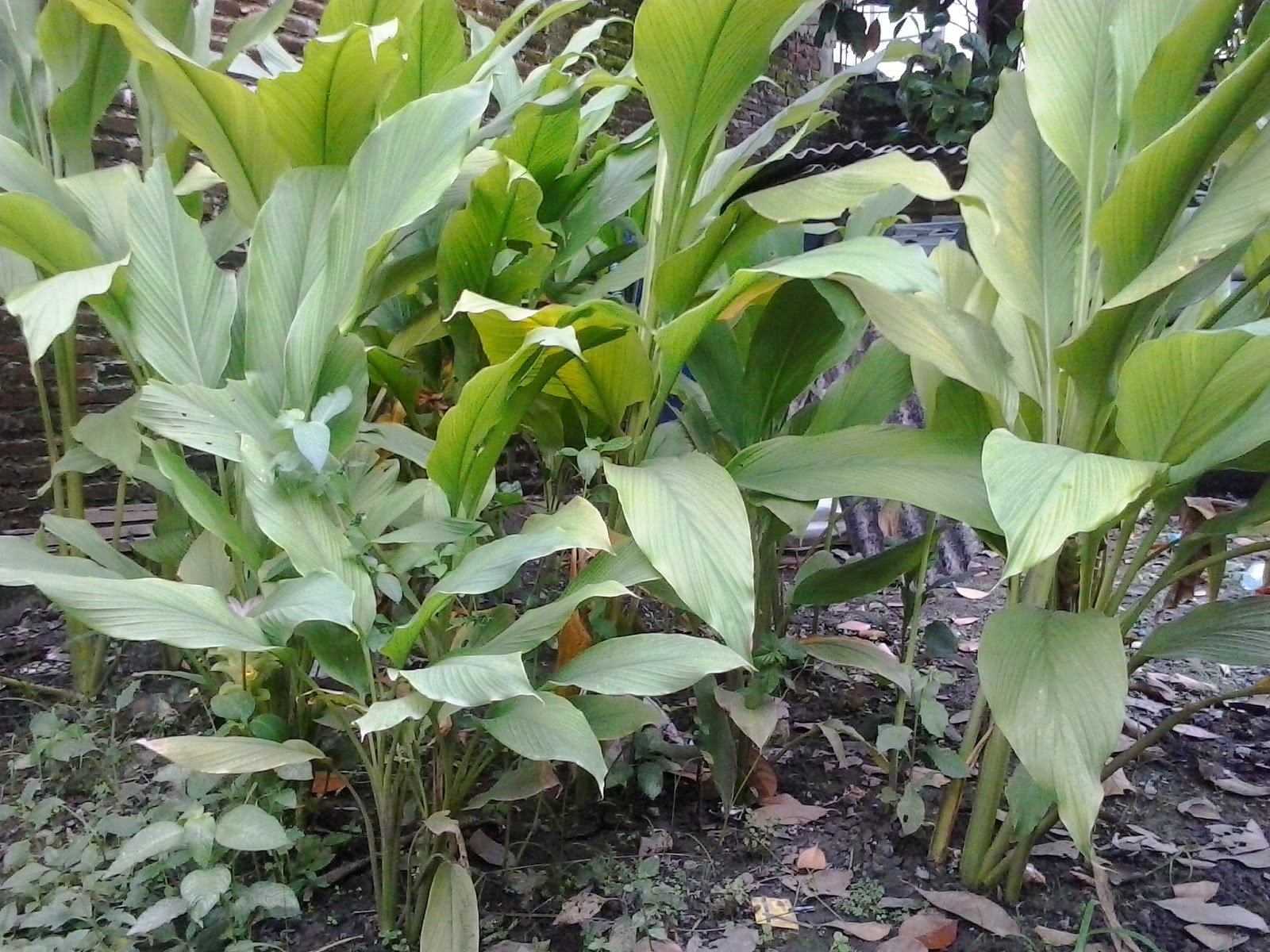 Usaha Pertanian dan Peternakan: Cara Budidaya Kunyit dalam Polibag