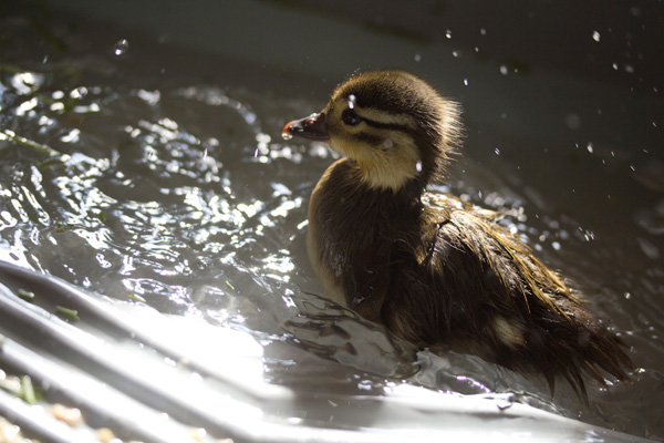 Cute baby mandarin duck swimming, cute baby duck, baby duck pictures