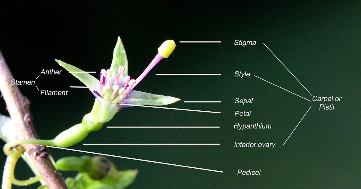 Biology Pictures: Parts of the Flower
