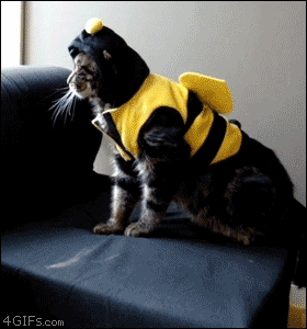 cat-in-bee-costume-gif.gif