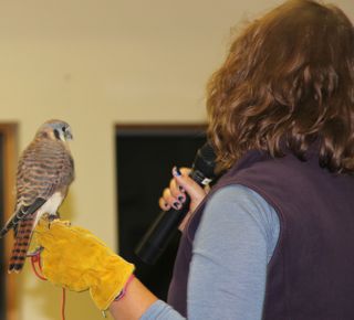 kestrel perched on glove photo of a kestrel (sparrow hawk) perched on handler's glove