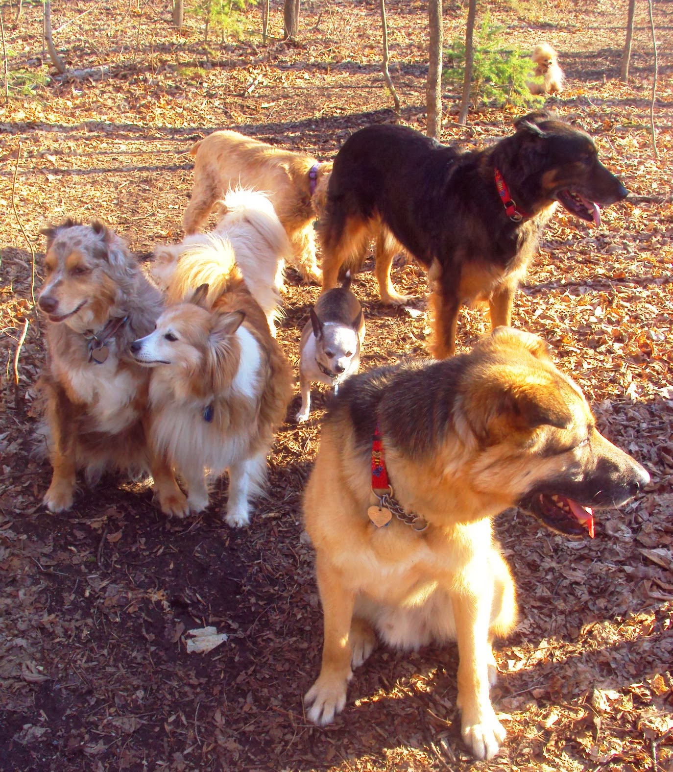 Ottawa Valley Dog Whisperer Adopt A Rescued Dog