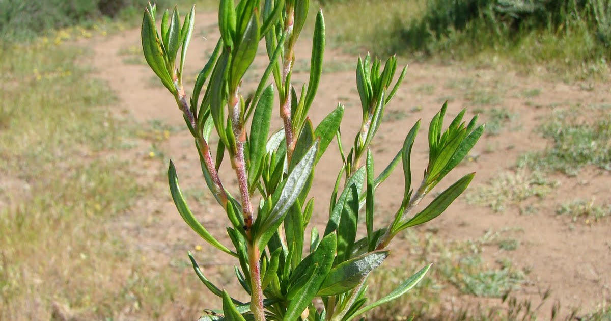 Leaves of Plants Buckwheat