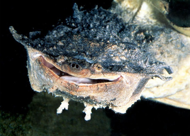 Monster Animal 10 Hewan Paling Jelek Di Dunia