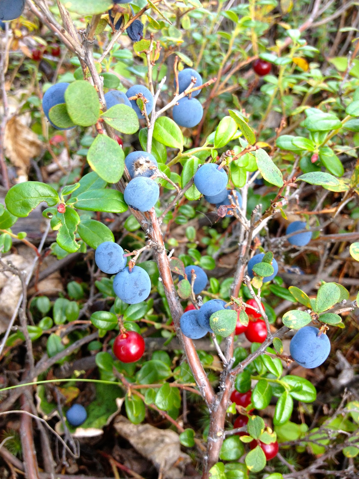 The Baked Alaska Project Alaska Wild Blueberry Power Smoothie