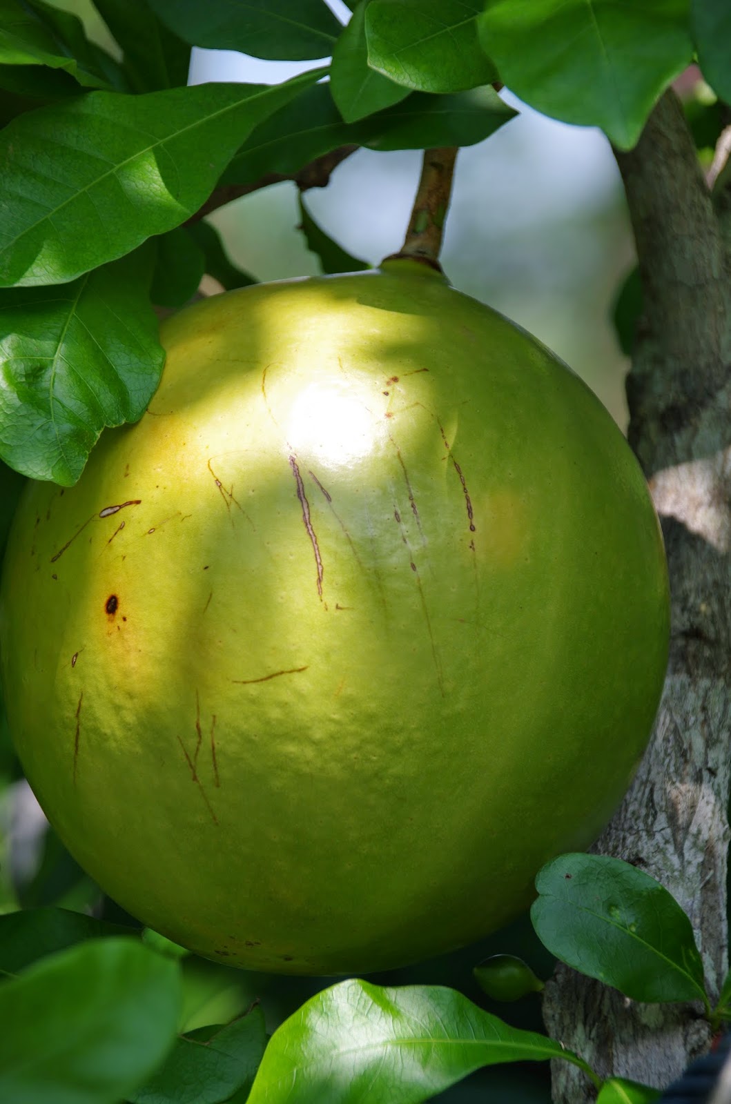 Trees and Plants Calabash Tree