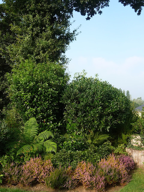 A Guide To Northeastern Gardening Pruning Buddleia Butterfly Bush