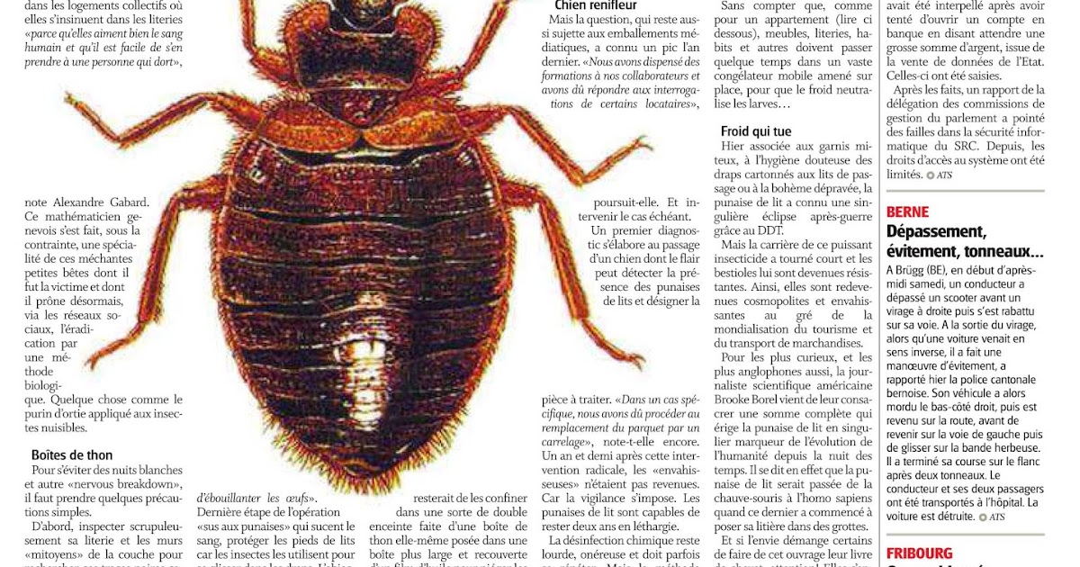 Bed Bugs Are Back An Ipm Answer Bed Bugs Are Back An Ipm Answer