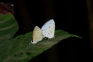 Malayan Butterflies  mating:- Photo Jonathan.D'silva.