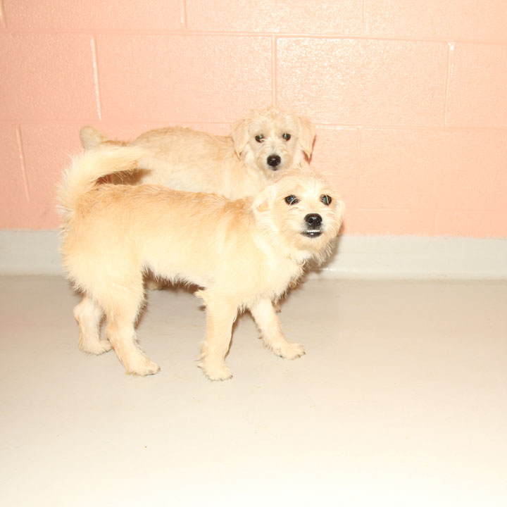 Kismutt Small Dog Rescue Kismutt Small Dog Rescue