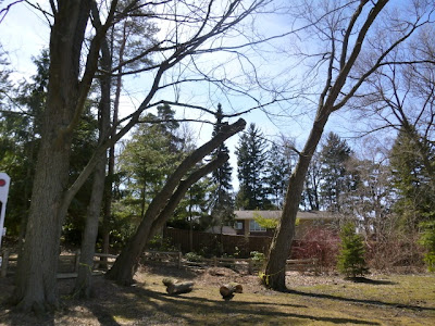Willow trunk with branches trimmed prior to final felling. Trunk of a silverbark willow after branches trimmed, BRG Port Credit, ON