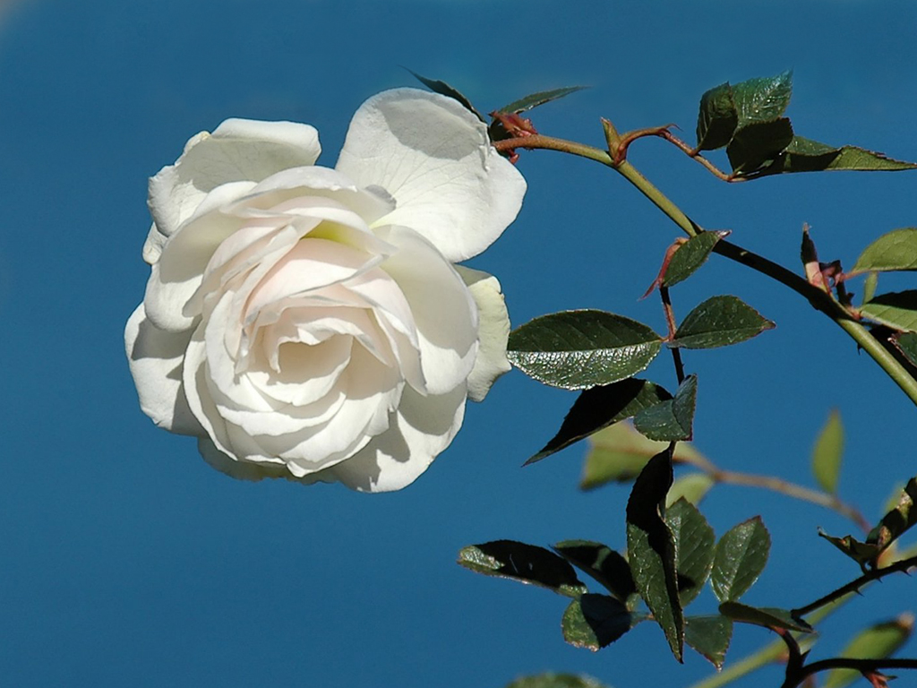 Natural White Rose With Leaves Artline Feel The Creation!