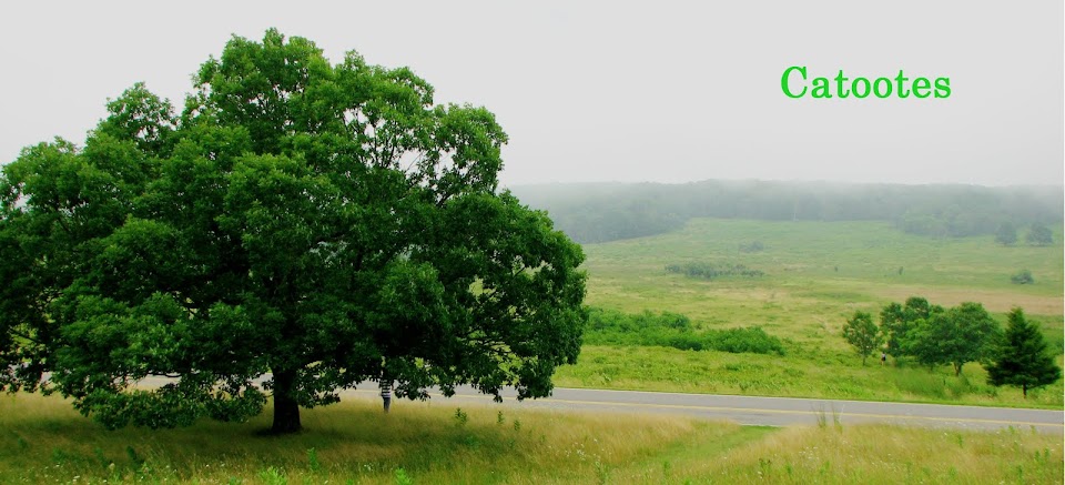 Catootes