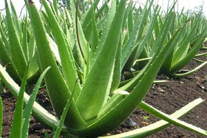 Does Aloe Vera Help Acne