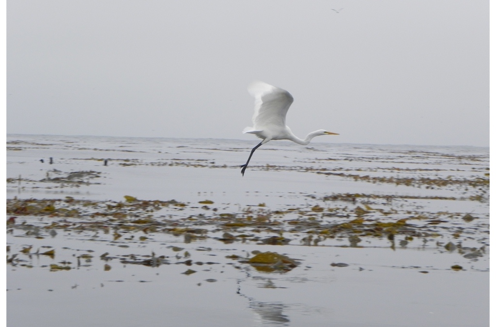 NORCAL YAK Kayaker falling for Monterey once again