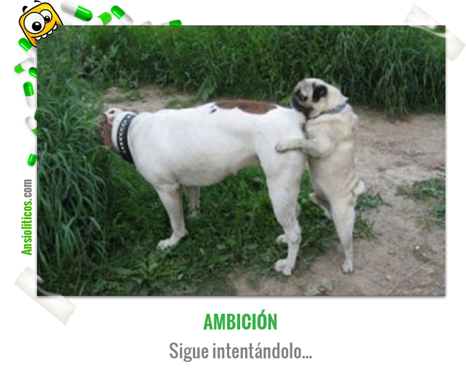 Chiste de Animales con Ambición Sexual
