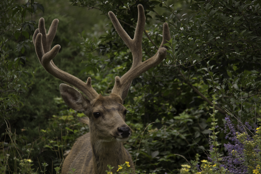 Fear No Deer