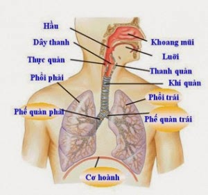 Các bệnh về hô hấp cùng cách phòng ngừa & hỗ trợ điều trị