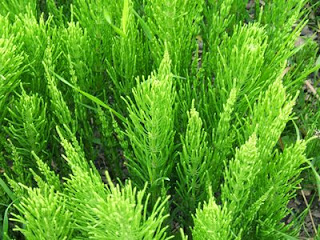 Equisetum sp