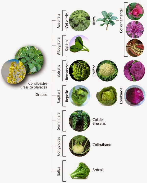 El blog de Javier Atrio Mariposa de la Col (Pieris brassicae)