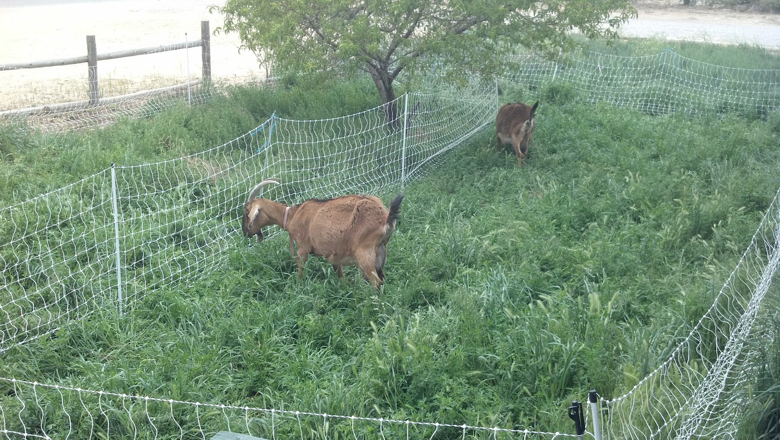 New Portable Goat Pasture Oberholser Journals
