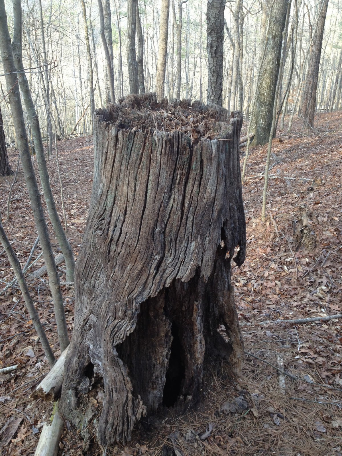 Nature Blog The Natural History of 3. Tracks and Scats Animal Signs 1