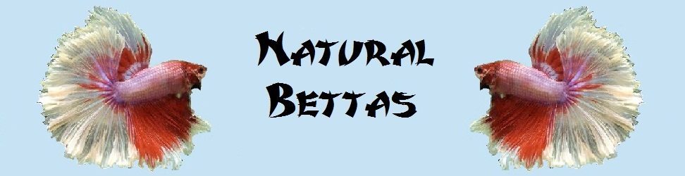 - Natural Bettas -