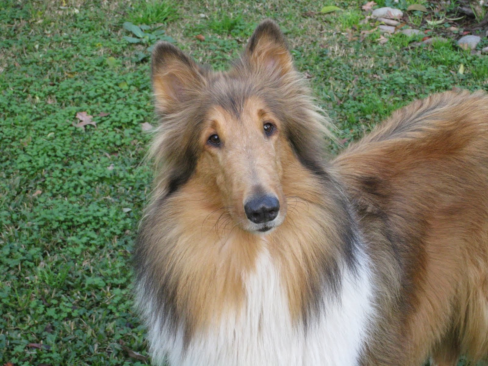 Lassie mi otra Cachorra Hermosa!!
