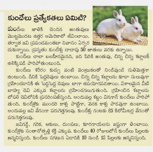 TELUGU WEB WORLD BRIEF INFORMATION OF PETS HARES / RABBITS IN TELUGU