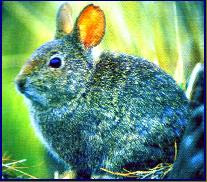 Volcano Rabbit Pictures