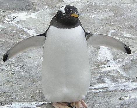 Animals Unique: Gentoo Penguin