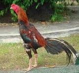 Ternak Ayam Gambar Bangkok Aduan Ternak Ayam Gambar Bangkok Aduan