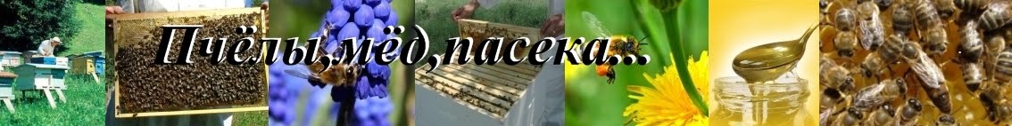 Пчёлы,мёд,пасека...